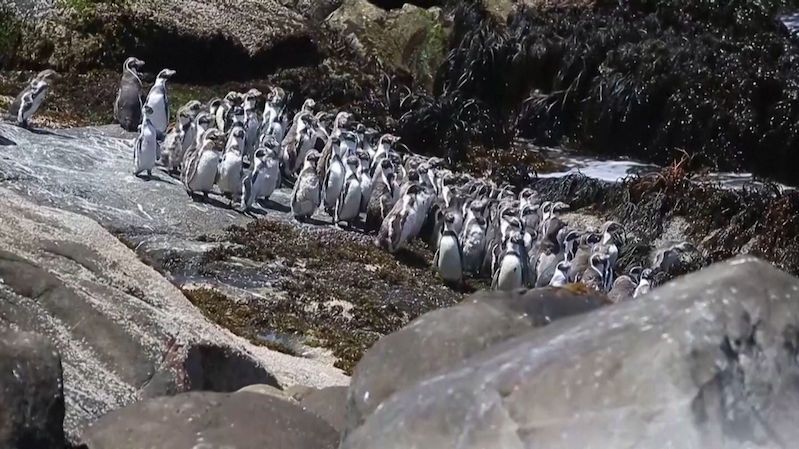 V Chile probíhá sčítání populace ohrožených tučňáků Humboldtových